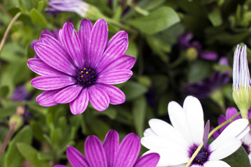 Obraz premium Bouquet of decorative flowers