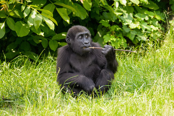 Young gorilla eating a stick