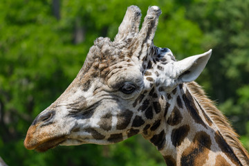 Closeup of an old male giraffe