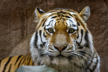 Naklejka premium Male siberian tiger looking at the camera
