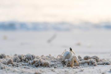 Tiny crab on sand - 201449391