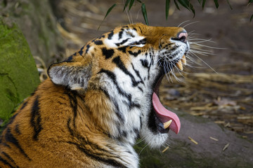 female siberian tiger yawning