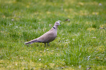 Collared dove standing in a field