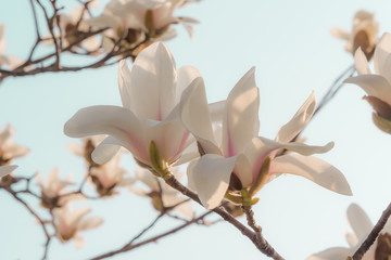 Beautiful white and pink blossoms against blue sky