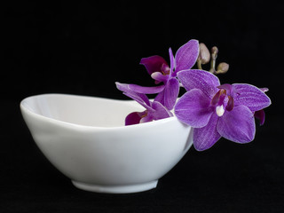 Obraz na płótnie Canvas orchid flowers on a black background. 
