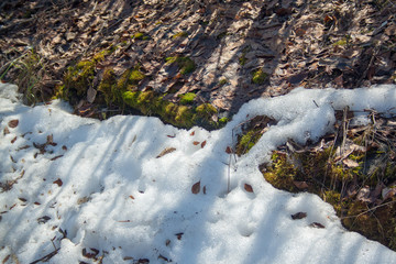 Melting snow with green moss