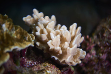 corals