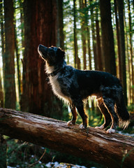 kodi looking in the trees