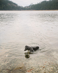 Dog in mountain lake