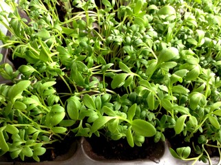 cress salad at home
