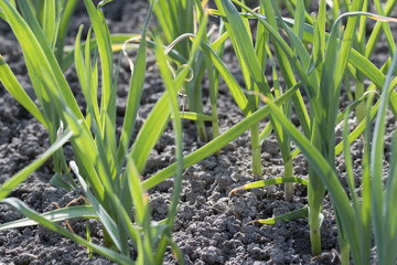 Green stems of planted garlic in the field.
