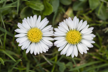 Fototapeta premium Daisy flowers in the grass.