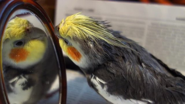 Cockatiel in the mirror