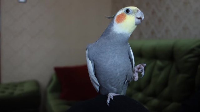 Communicating cockatiel