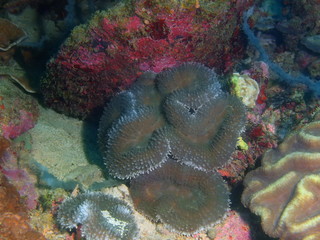 Stone coral