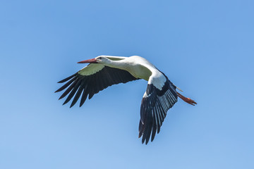 storch im flug