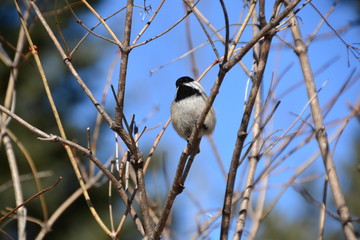 Black-capped Chickadee in a Tree 1