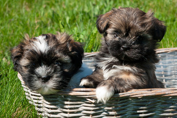 Little puppies in a wicker basket. The breed of this dog is called Lhasa apso.