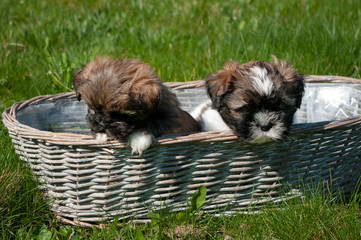 Little puppies in a wicker basket. The breed of this dog is called Lhasa apso.