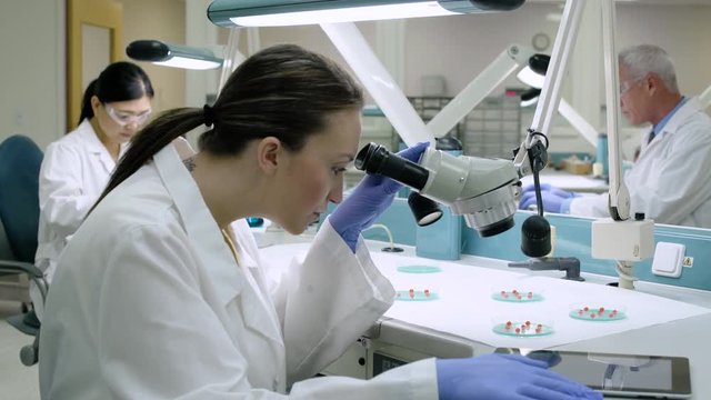 Doctor examining samples through a microscope