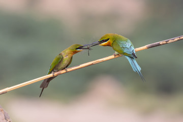 Blue tailed bee eater