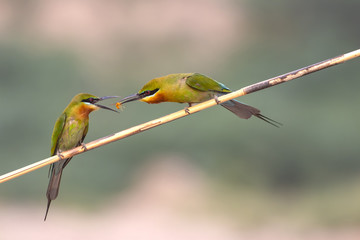 Blue tailed bee eater feeding