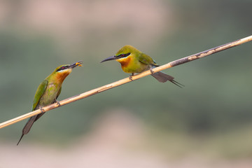 Obraz premium Blue tailed bee eater