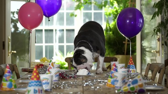 English bulldog on table at bithday party eating birthday cake.