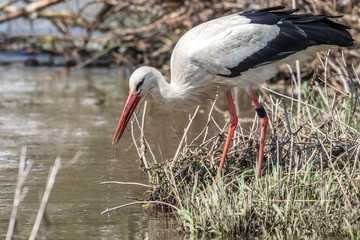 storch beim trinken