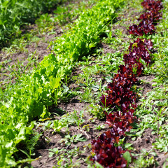 Rows of young green and red salad lettuce growing in field
