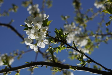 Apple blossom tree