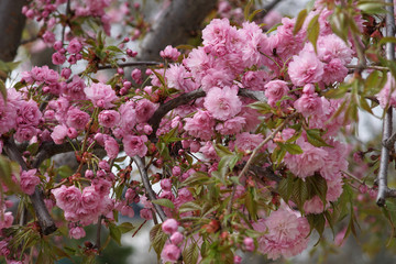 Sakura blossom tree