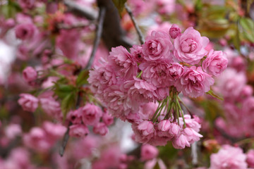 Sakura blossom tree
