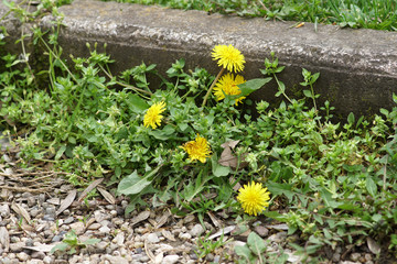 Weeds growing on a courtyard
