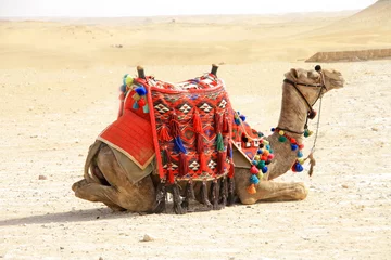 Acrylic prints Camel Egyptian camel on the desert