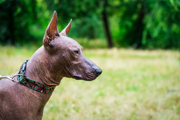 Close up portrait One Mexican hairless dog (xoloitzcuintle, Xolo) in  collar on a background of green grass and trees in the park