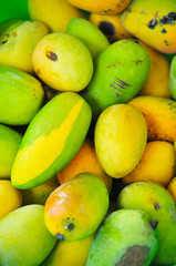 Mango  Sour taste and sweet fruits with high season from tropical trees in garden