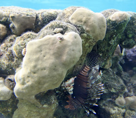 Lion fish with coral reef in red sea