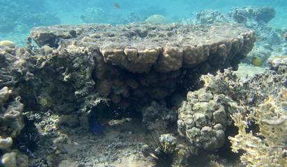 Naklejka na ściany i meble Beautiful coral reef in red sea
