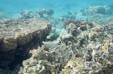 Naklejka na ściany i meble Beautiful coral reef in red sea