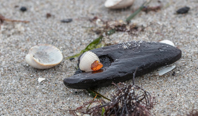 bernstein auf treibholz