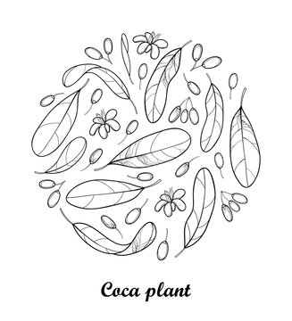 Vector round composition of outline Cocaine plant or Erythroxylum coca. Ornate leaf, fruit and flower in black isolated on white background. Contour Coca plant for summer design and coloring book. 