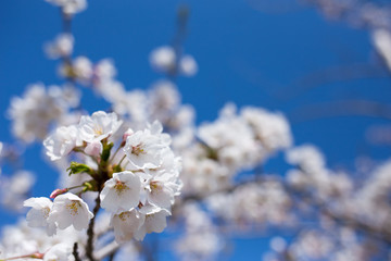青空とさくら