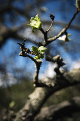 young shoots on apples