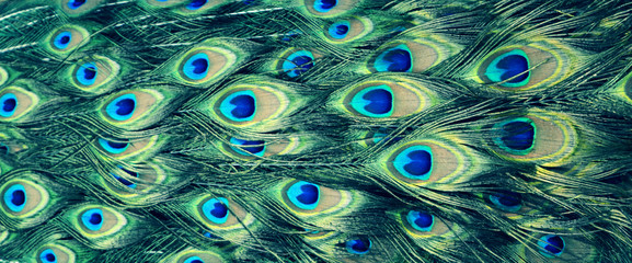 Obraz premium beautiful multicolored peacock feathers, natural texture, background, panorama