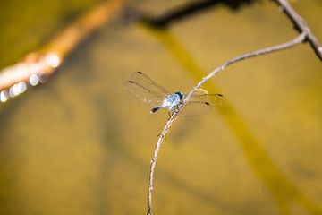 Light Blue Dragonfly On Twig #1