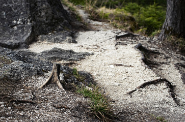 trail in the woods with an old stump