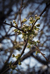 twig of apple tree with buds before blooming