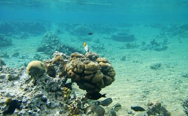 Beautiful coral reef in red sea