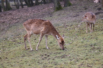 Naklejka na ściany i meble A brown deer without antlers eating grass and some special flowers
